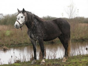 Alet van de Zonnehoeve