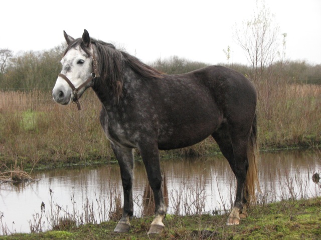 Alet van de Zonnehoeve IMG_0141