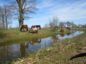 Beweidingsgebied