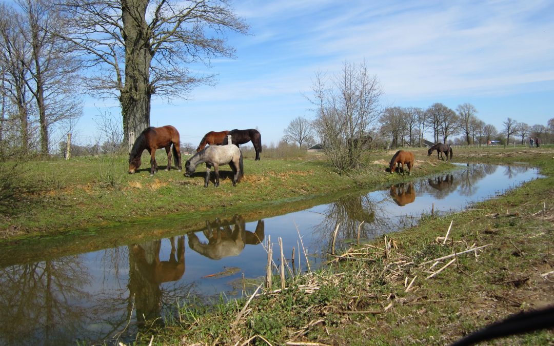 Beweidingsgebied IMG_1203.JPG