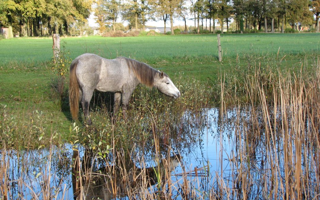 Beweidingsgebied IMG_3854.JPG