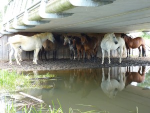 Beweidingsgebied