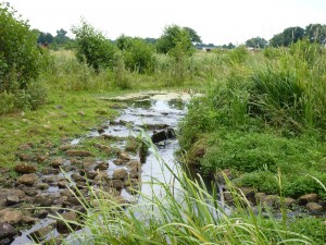 Beweidingsgebied